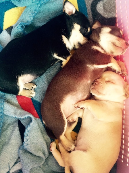 Des Minis Vip Des Verone - Chihuahua - Portée née le 28/04/2015