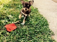 CHIOT